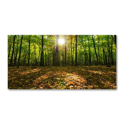 Bild auf glas Wald