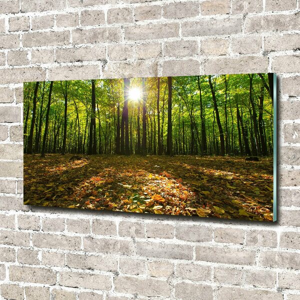 Bild auf glas Wald