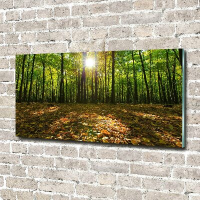 Bild auf glas Wald