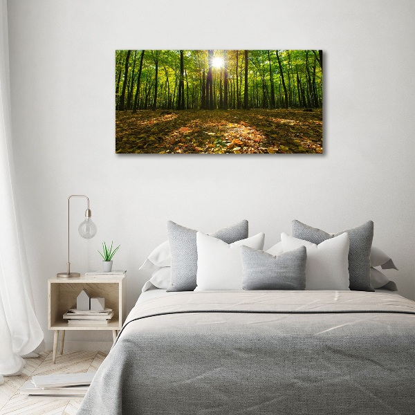 Bild auf glas Wald