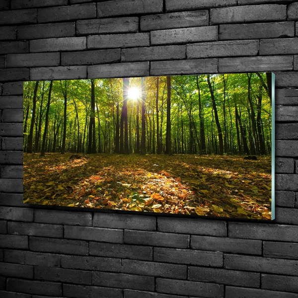 Bild auf glas Wald