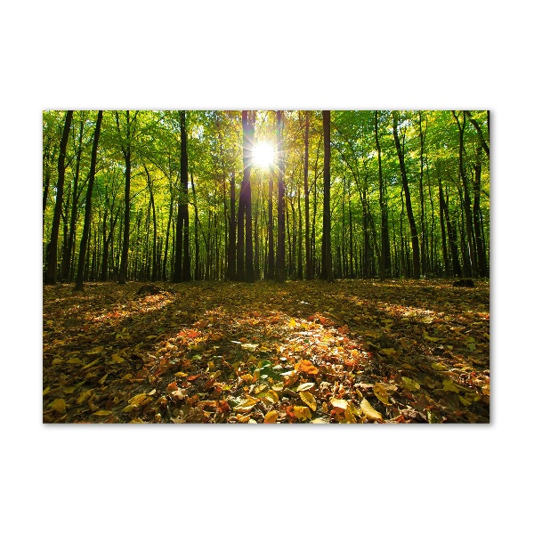 Bild auf glas Wald