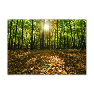 Bild auf glas Wald