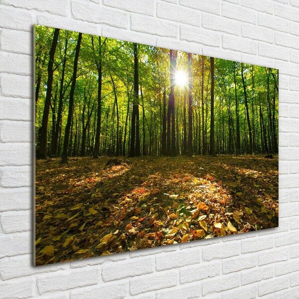 Bild auf glas Wald