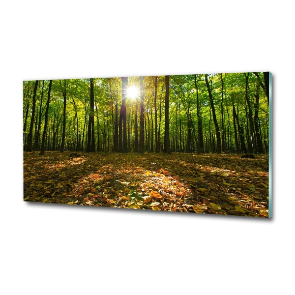 Bild auf glas Wald