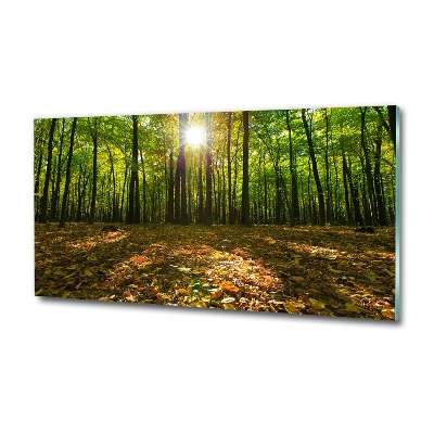 Bild auf glas Wald