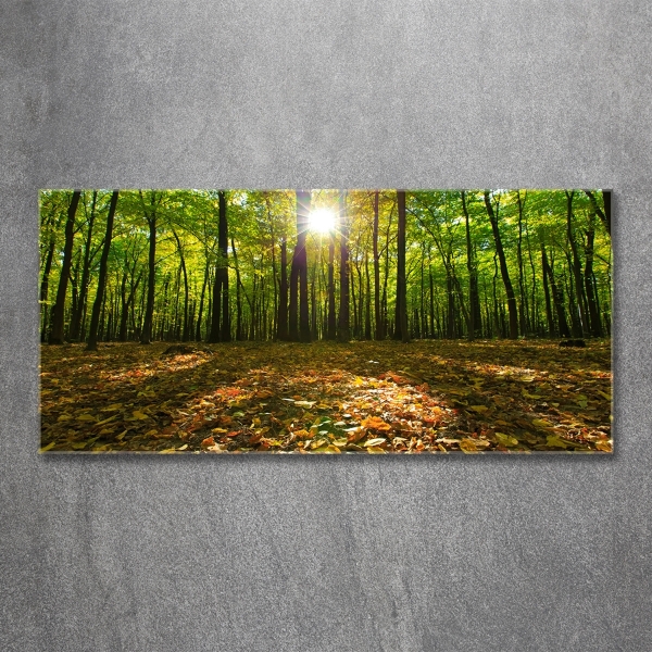 Bild auf glas Wald