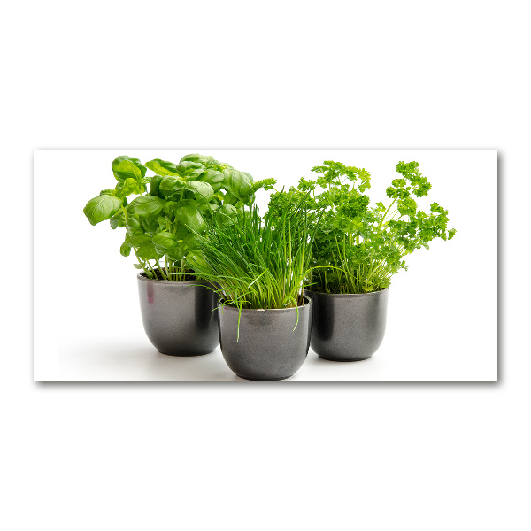 Glasbild Kräuter in Töpfen