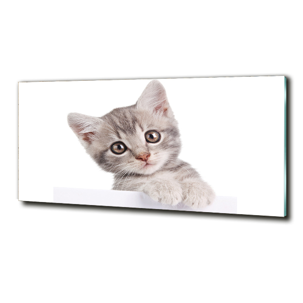 Foto glasbild Graue Katze