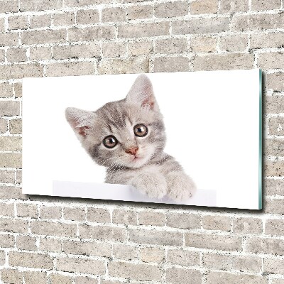 Foto glasbild Graue Katze