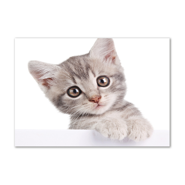 Foto glasbild Graue Katze