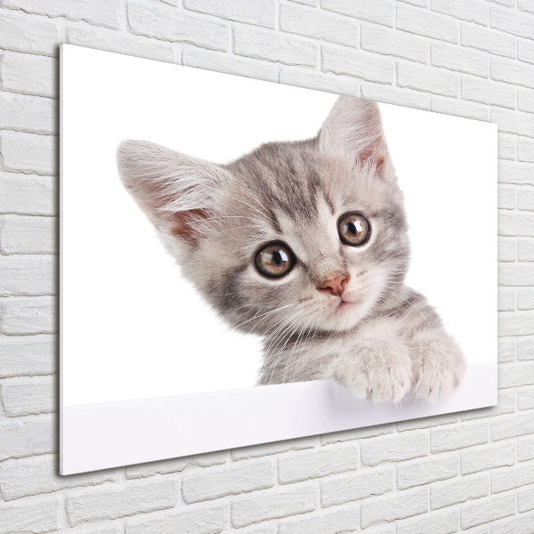 Foto glasbild Graue Katze