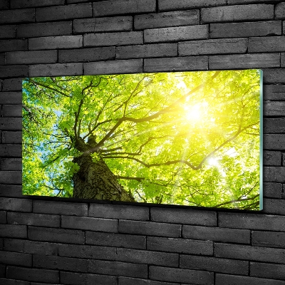 Bild auf glas Kastanie im Frühling