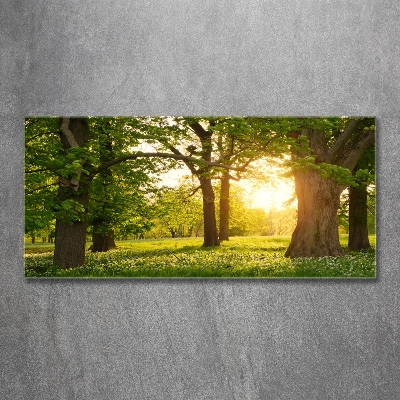 Bild auf glas Bäume im Park
