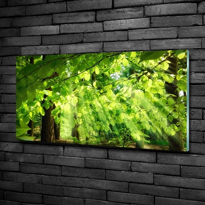 Bild auf glas Buchenblätter