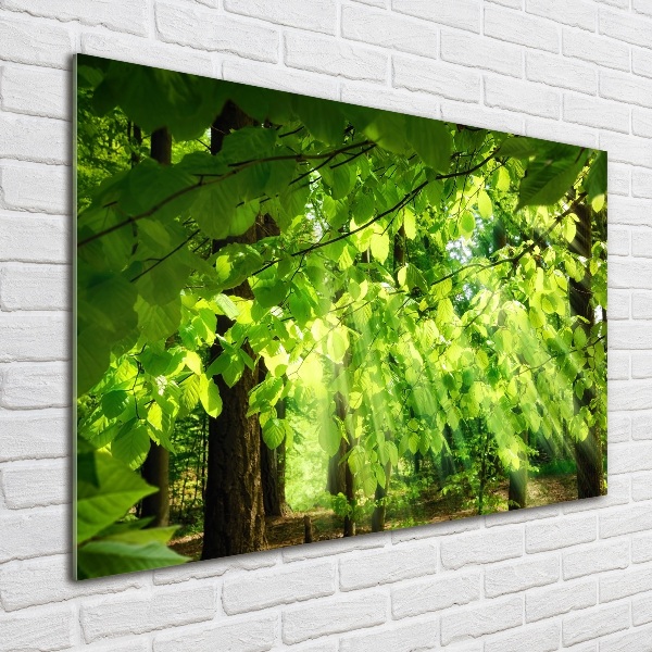 Bild auf glas Buchenblätter