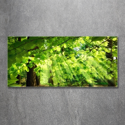 Bild auf glas Buchenblätter