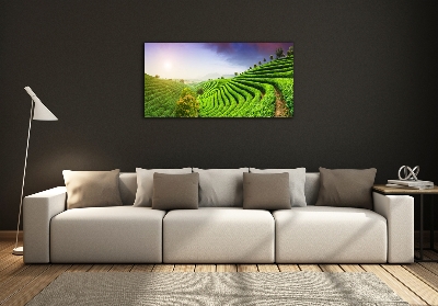 Foto glasbild Teeplantage