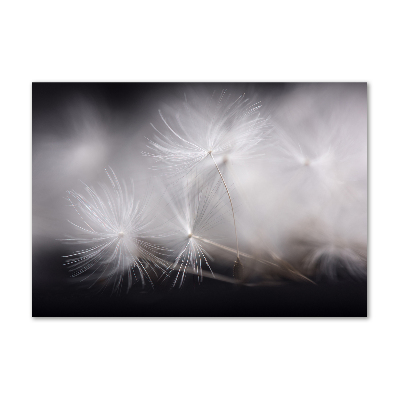 Foto glasbild Löwenzahnsamen