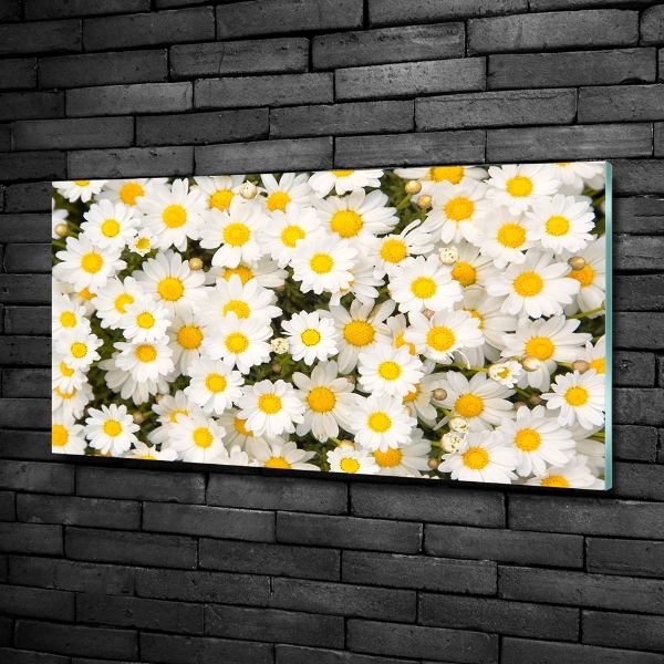 Bild auf glas Gänseblümchen