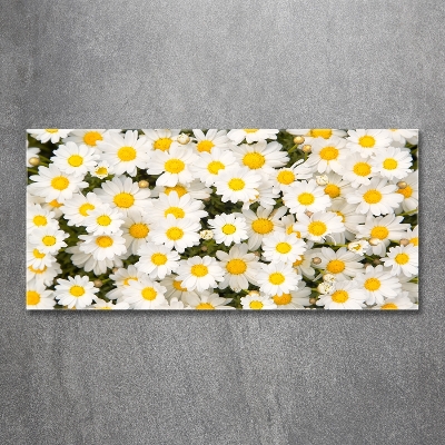 Bild auf glas Gänseblümchen