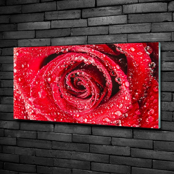 Foto glasbild Wassertropfen auf einer Rose