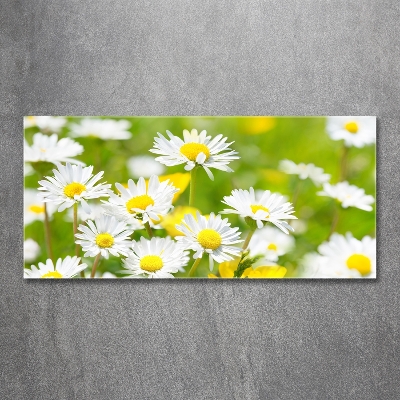 Glasbild Gänseblümchen