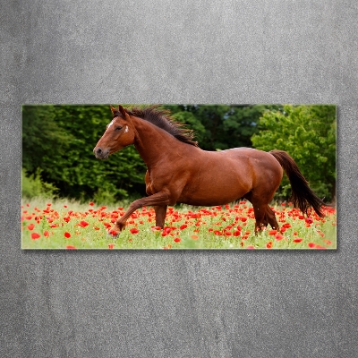 Glasbild Ein Pferd in einem Mohnfeld