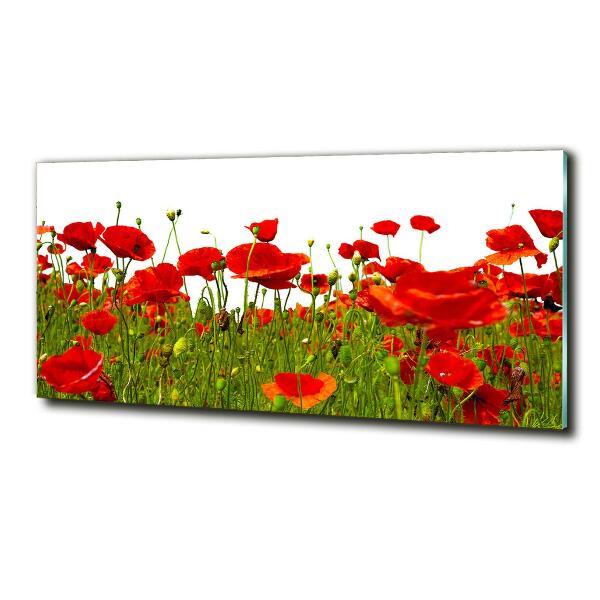 Bild auf glas Feldmohn