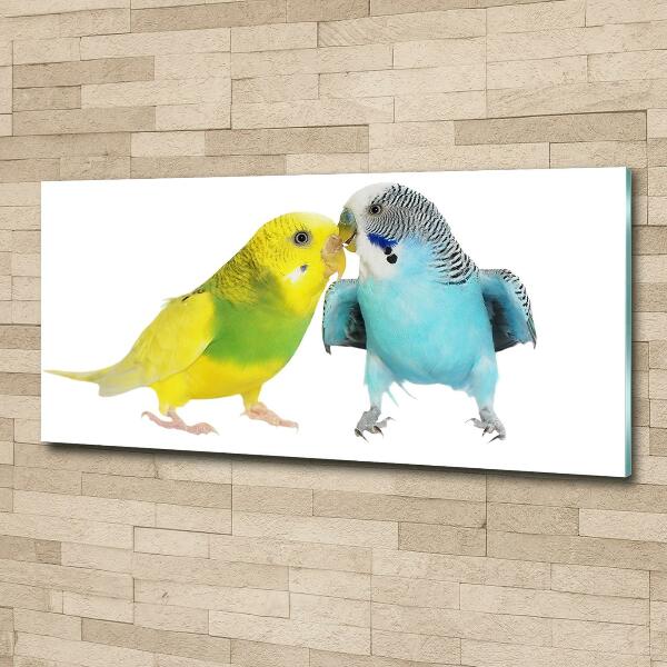 Bild auf glas Wellensittiche