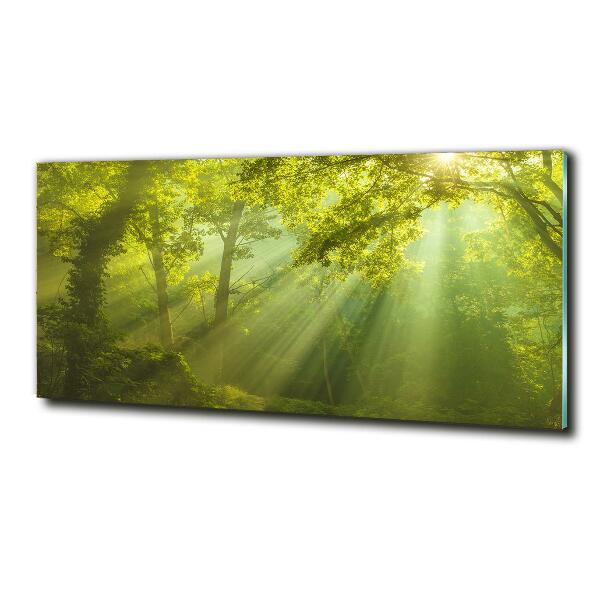 Foto glasbild Wald in der Sonne