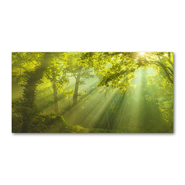 Foto glasbild Wald in der Sonne