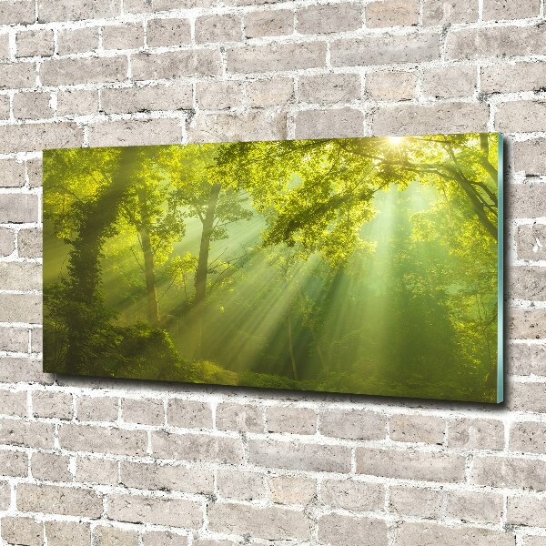 Foto glasbild Wald in der Sonne