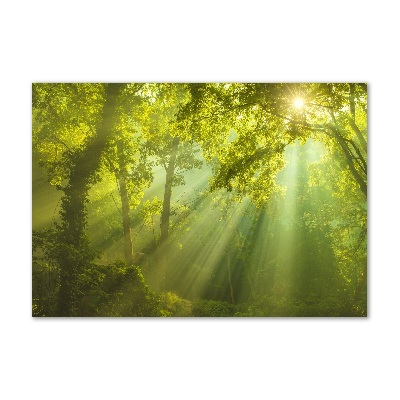 Foto glasbild Wald in der Sonne