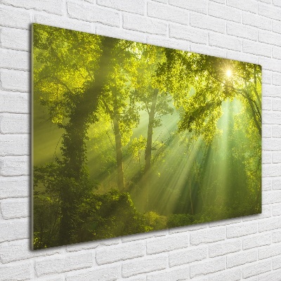 Foto glasbild Wald in der Sonne