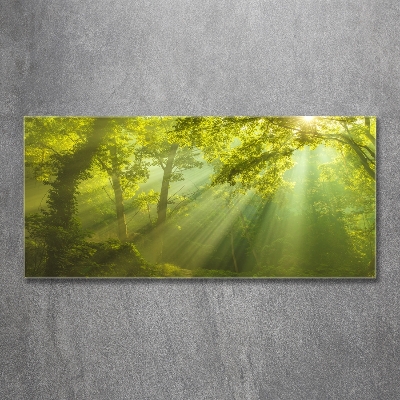 Foto glasbild Wald in der Sonne