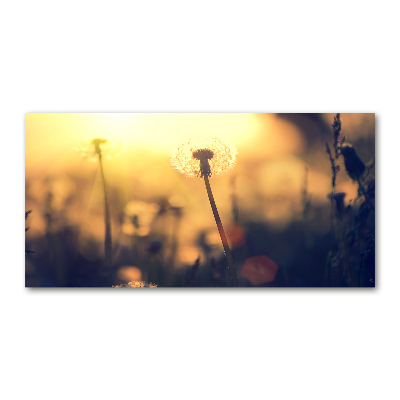 Foto glasbild Löwenzahn