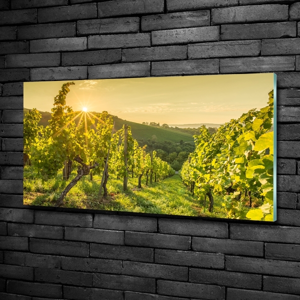 Foto glasbild Weinberg