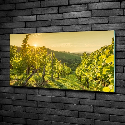 Foto glasbild Weinberg