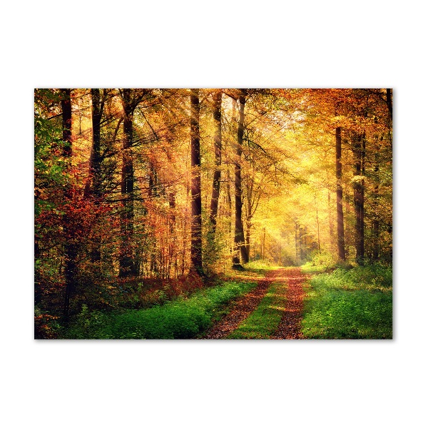 Glasbild Wald im Herbst