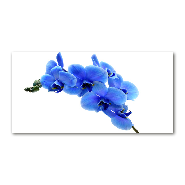 Foto glasbild Blaue Orchidee