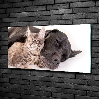 Glasbild Hund mit Katze