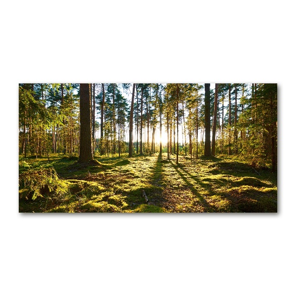 Foto glasbild Kiefernwald