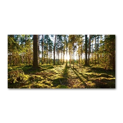 Foto glasbild Kiefernwald