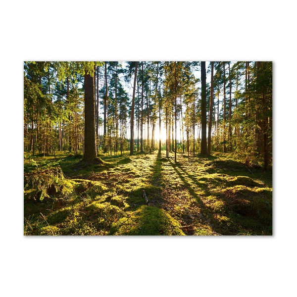 Foto glasbild Kiefernwald
