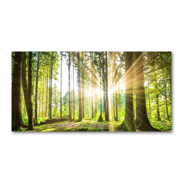 Bild auf glas Wald in der Sonne