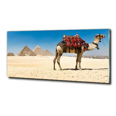 Bild auf glas Kamel in Kairo