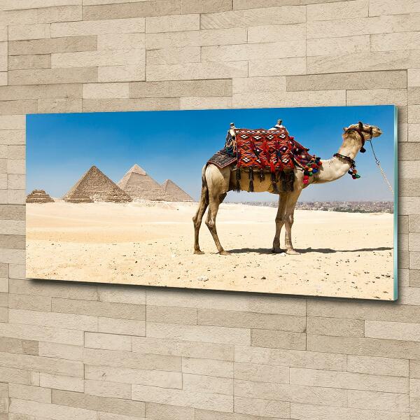 Bild auf glas Kamel in Kairo