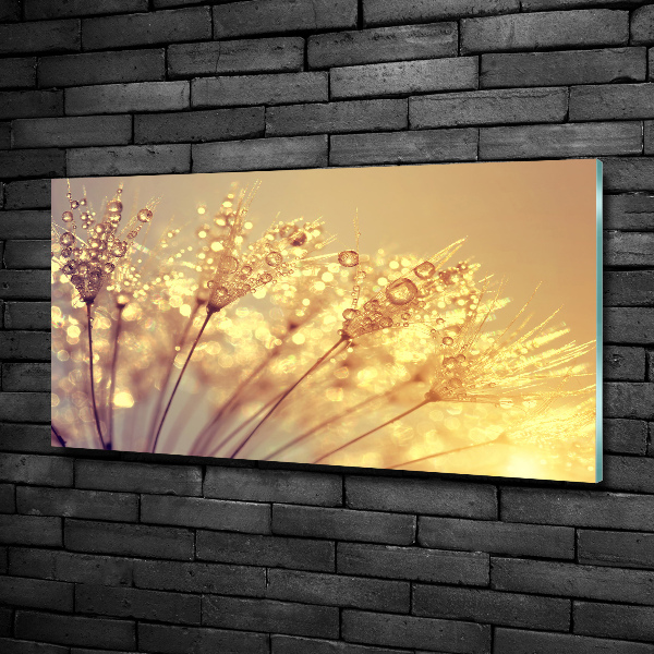 Glasbild Löwenzahnsamen