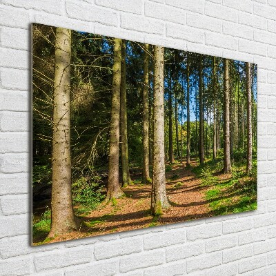 Foto glasbild Waldpanorama